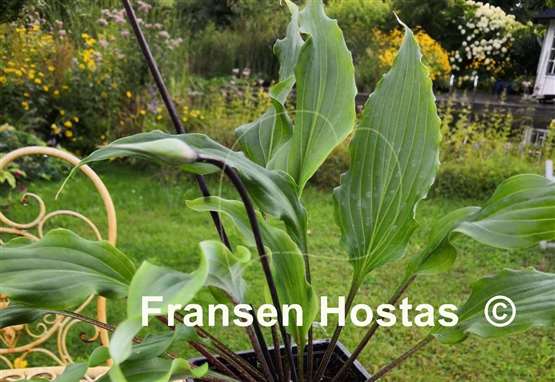 Hosta Chris' Moving Ruffles